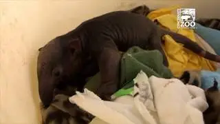 New Tamandua Baby 4 Days Old - Cincinnati Zoo