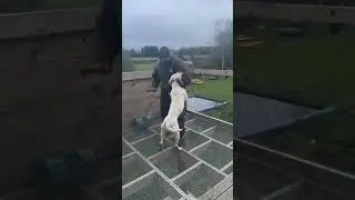 Incredible American Bulldog - Kia