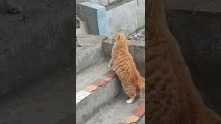 Кошачий Мортал Комбат😸🤛 