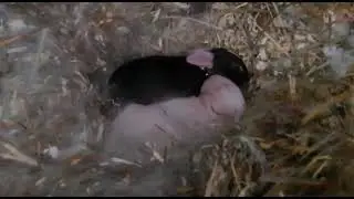 Bunny new-borns cuddle #bunny #animals #cutebunny #love #newborn #fyp