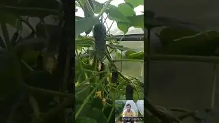 Выращивание рассады огурцов