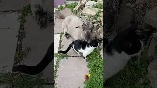 Погладь меня (обращение к женщине, иврит) тэлатфИ отИ תלטפי אותי