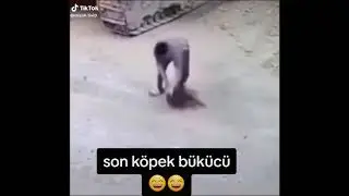 #komedi #köpek #köpekler