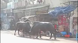 Stray animals created chaos on the street. Three or four bulls fought in the middle of the road.