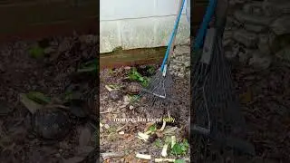 Turtle Garden Update!