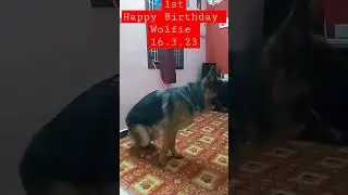 1st Happy Birthday Dear Wolfie