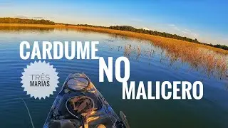 Muito peixe de cardume! Três Marias parte 2