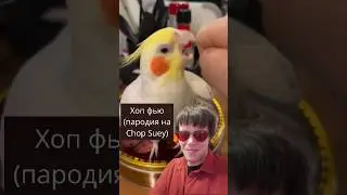 Хоп фью (пародия на Chop Suey SOAD) #parody #пародия #прикол #попугай #птицы #soad #systemofadown