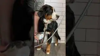 Bernese Mountain Dog Having a Shower After The Park