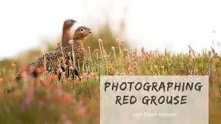 Bird Photography in the Field | Red Grouse in the Scottish Highlands