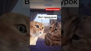 Котики 🐈‍⬛ когда у жены есть машина 
