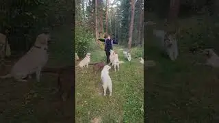 Когда парнёр  настоящий -никто и ничто ему не помешает танцевать😀 #goldenretriever