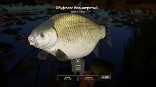 Русская рыбалка 𝟺-СТРИМ-ловим буффало на ахтубе.