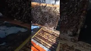 Осмотр пчёл