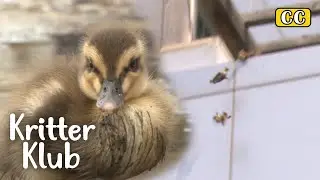 How To Rescue Ducklings Stuck On A Rooftop l Kritter Klub