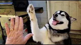 Obedience With Malamute & Husky Puppy ❤️!