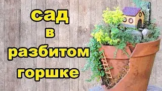 Сад в разбитом горшке своими руками. Вариант для дачи.