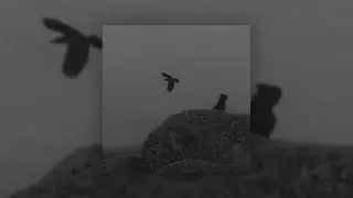 SARXNG - Hate (ненависть).