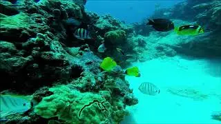 Sergeant Major Eggs feeding frenzy
