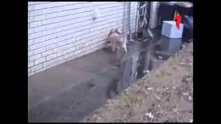 Funny Animals Videos. Самые лучшие приколы c животными #21