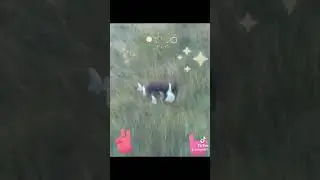 #И_Снова_С_Вами_Пёс_По_Имени_Пёс