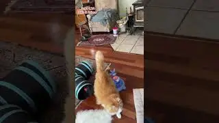 Sunny the Ginger Cat , greets me at the door. Peanut Butter Club Diary