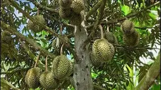 Orderan puluhan juta agar pohon durian cepat berbuah dan unggul