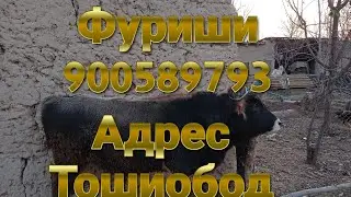 Гови гусалдор бука гуножин фуриши