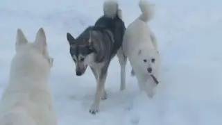 Соболь на охране/Девчонки играют/