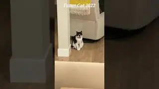 Funny Cat 🐱 Eats a SPICY Chicken Wing 🤣 (2022) #trending #shorts #animals