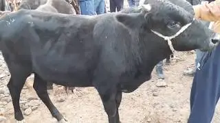 Фаргона В Багдод Мол Бозори. | Fargona V Bagdod Mol bozori.