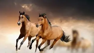 Сура аль-Адийат (Скачущие)