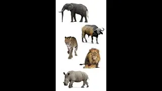 The Big Five Animals Of Africa | 5 Big African Animals 