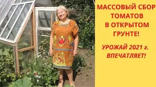 МАССОВЫЙ СБОР ТОМАТОВ В ОТКРЫТОМ ГРУНТЕ! УРОЖАЙ 2021 г. ВПЕЧАТЛЯЕТ!
