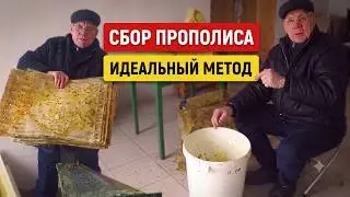 Сбор прополиса Сбор прополиса сеткой Как получить прополис Прополис