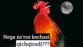Nega xo'roz tunda qichqiradi?Bilib oling