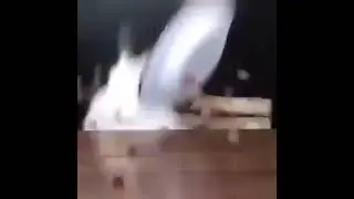 Half Life Bunny