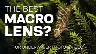 What Is The Best Macro Lens For Underwater Photo & Video?