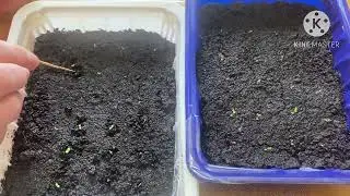 Пикировка ПЕТУНИЙ после ВСХОДОВ из семян.( часть 2)
