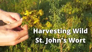 Foraging Wild St. John's Wort