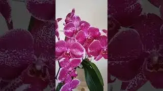 Фаленопсисы крупноцветковые.
