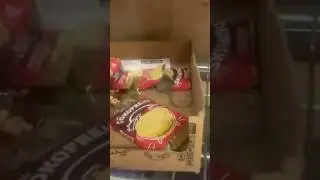Kilis'teki A101 mağazası rafları istila eden sevimli dostlar sebebiyle 10 gün boyunca mühürlendi!