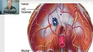 Anatomy of the thorax 2023 (Diaphragm), by Dr. Wahdan