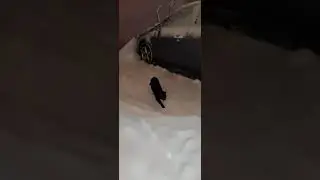 Zimowy spacer po podwórku z moim kotem przy -20 stopniach