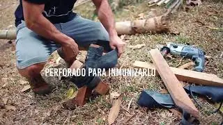 Perforado del Bambú para su Tratamiento