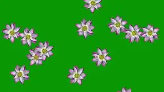 Free Green Screen : #Flowers #Lotus #Nature | Chroma Key | Copyright Free Video