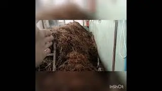 Новое видео о Шампиньонах. Закладка компоста и обзор будущей камеры.