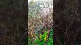 Доброе утро