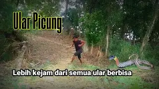Ular belang kecil berbisa tinggi #petualanganalamdesaku 