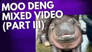 Moo Deng Mixed Video (Part III) #newsdigests #cute #viralnews #moodeng